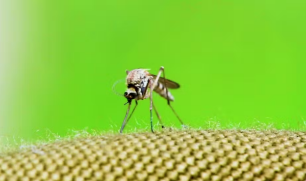 Com mais um óbito por dengue registrado em Caçapava, região chega a 71 mortes pela doença